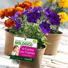 Fiori eduli in vaso Vipot 12  Produzione piante aromatiche biologiche -  Azienda agricola biologica Ravera Bio - Albenga